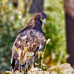 Close up of a Rescued Golden Eagle