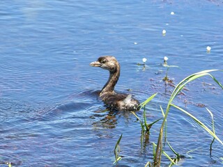 Pied-billed Grebe