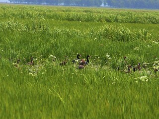 Rosy-Billed Pochard