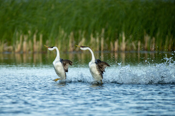 Western Grebe rushing taken in central MN