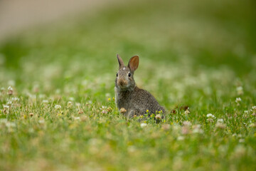 Eastern Cottontail Rabbit juvenile taken in central MN