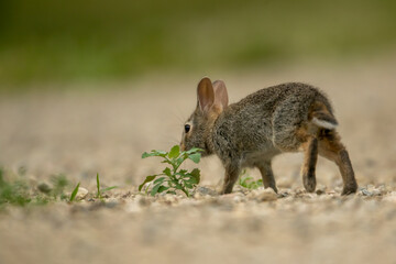 Eastern Cottontail Rabbit juvenile taken in central MN