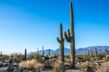 A long slender Saguaro Cactus in Saguaro National Park, Arizona