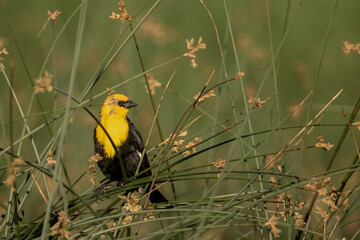 Yellow-headed Blackbird male taken in central MN