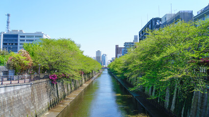 雲ひとつない青空の下に広がる春の目黒川沿いの都会の風景
