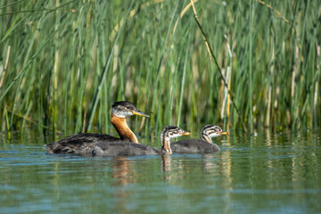 Red-necked Grebe adult with chicks taken central MN