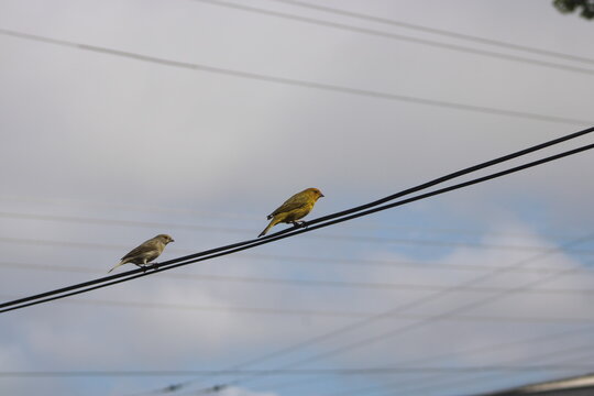 Saffron Finch 