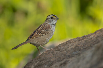 White-throated Sparrow taken in northern MN