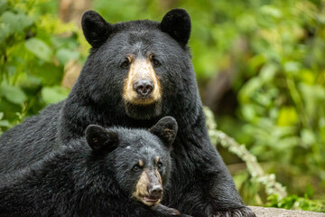 Black Bear sow and cub taken in northern MN  in the wild