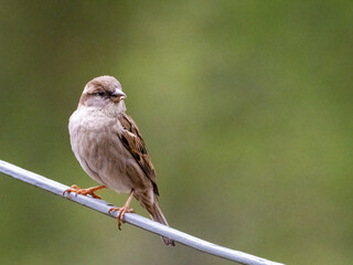 A female House Sparrow (Passer domesticus) perched on a wire.