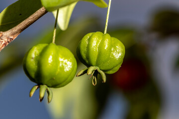 Selective focus of fruit pitanga tree (Eugenia uniflora) in Brazil
