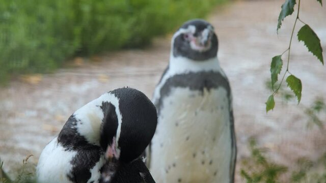 Cute Humboldt or Peruvian Penguin portrait