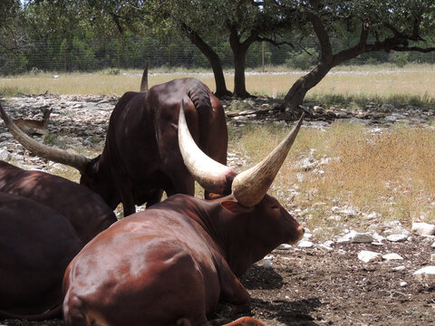 African Ankole in the wild