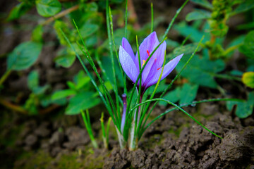 Saffron flowers in a field at harvest time