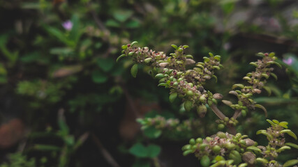 small leaves of a flower plant