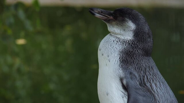 Eudyptula 이미지 찾아보기 422 스톡 사진, 벡터 및 비디오 Adobe Stock