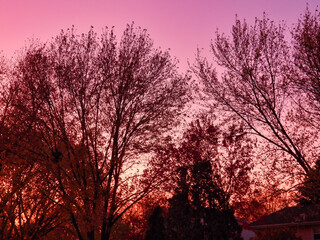 Fototapeta na wymiar Tall, bare and leafless trees in late autumn silhouetted by sunset lighting up sky in purple, pink, yellow and red in a calm, tranquil and scenic view