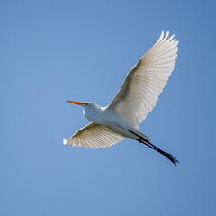 Great Egret