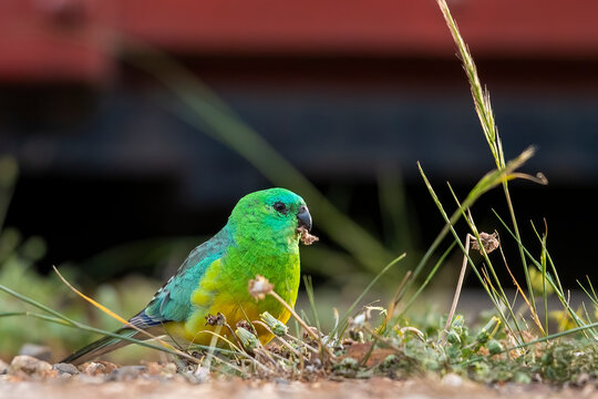 An adult male Red-rumped Parrot (Psephotus haematonotus) feeding on flower heads in grass.