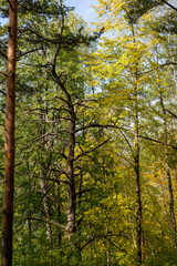Scenic view of a slope in a forest overgrown with pine trees
