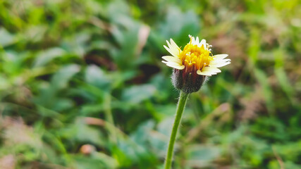 small white flower in garden