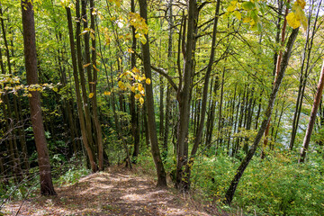 A picturesque slope of a large ravine overgrown with trees in a forest area
