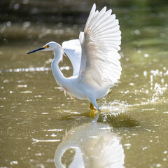 Snowy Egret