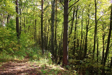 Obraz premium A picturesque slope of a large ravine overgrown with trees in a forest area 