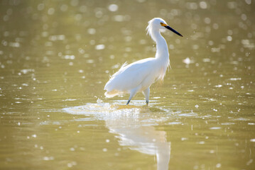 Snowy Egret