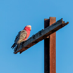 The Australian pink and grey cockatoo known as the Galah (Eolophus roseicapilla) perched on a post.