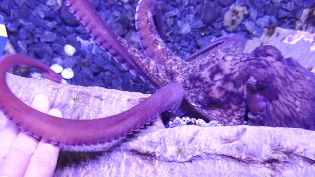Giant Pacific octopus underwater reaching suckered arm out to touch human hand