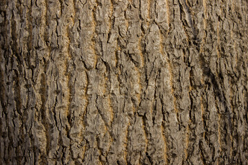 Natural wooden texture background. Closeup macro of old aged tree bark pattern. Abstract oak tree nature backdrop or wallpaper. banner header.