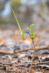 The blue flower of the annual herb known as Blue Heron's-bill (Erodium crinitum).