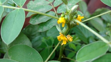 yellow flowers