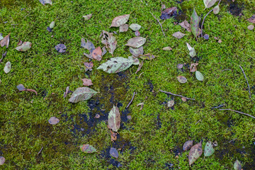 Obraz na płótnie Canvas Green moss on the asphalt with yellow leaves.
