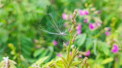 Fototapeta premium pink flower bush in garden
