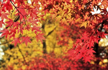 Fototapeta premium モミジの紅葉