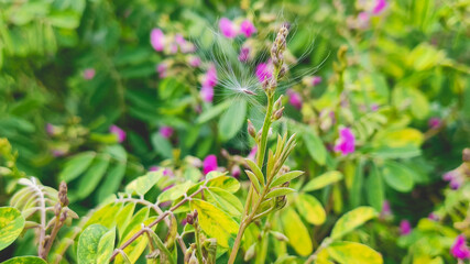 Obraz premium pink flower bush in garden