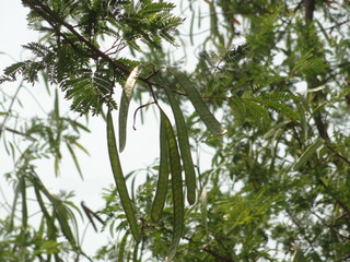 green leaves of a tree