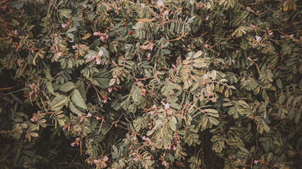 pink flower bush in garden