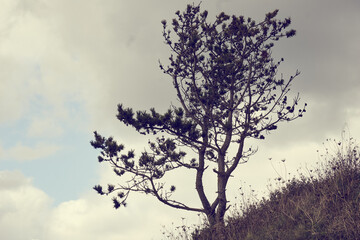Arbre et ciel nuageux .