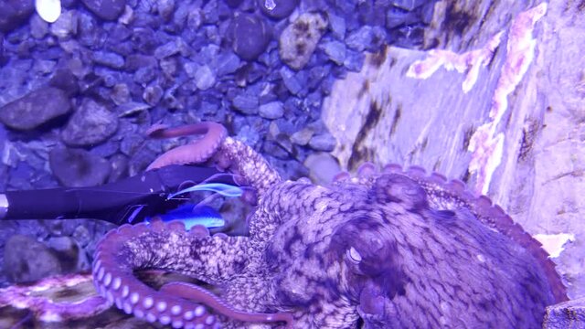Giant Pacific octopus getting fed in conservation center aquarium