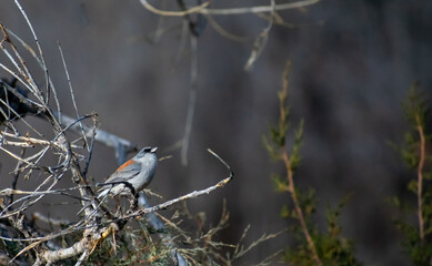Gray-Headed Dark-Eyed Junco