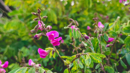 Naklejka na ściany i meble pink flower bush in garden