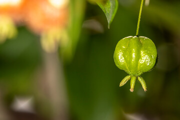 Selective focus of fruit pitanga tree (Eugenia uniflora) in Brazil