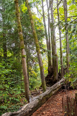 Green foliage on hiking trails