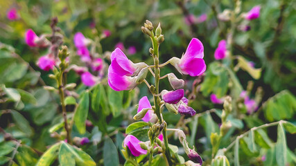 pink flower bush in garden