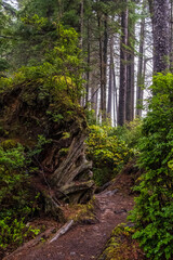 Fototapeta na wymiar Green foliage on hiking trails