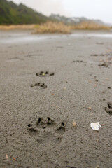 A dog's footprints mark a path in the wet sand