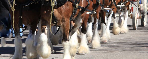 Clydesdale legs in are distinct